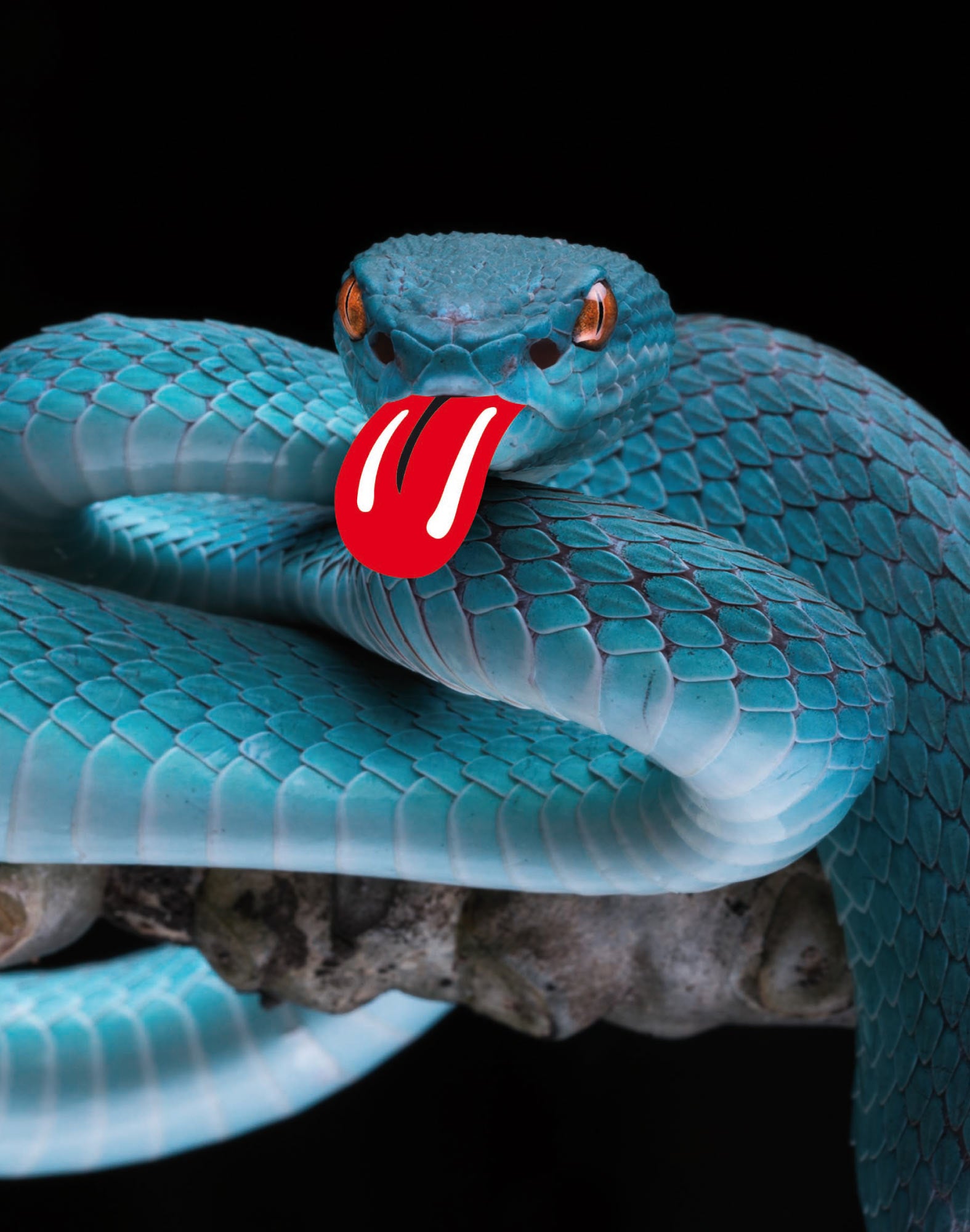 boxer long supersnake PULLIN en lycra