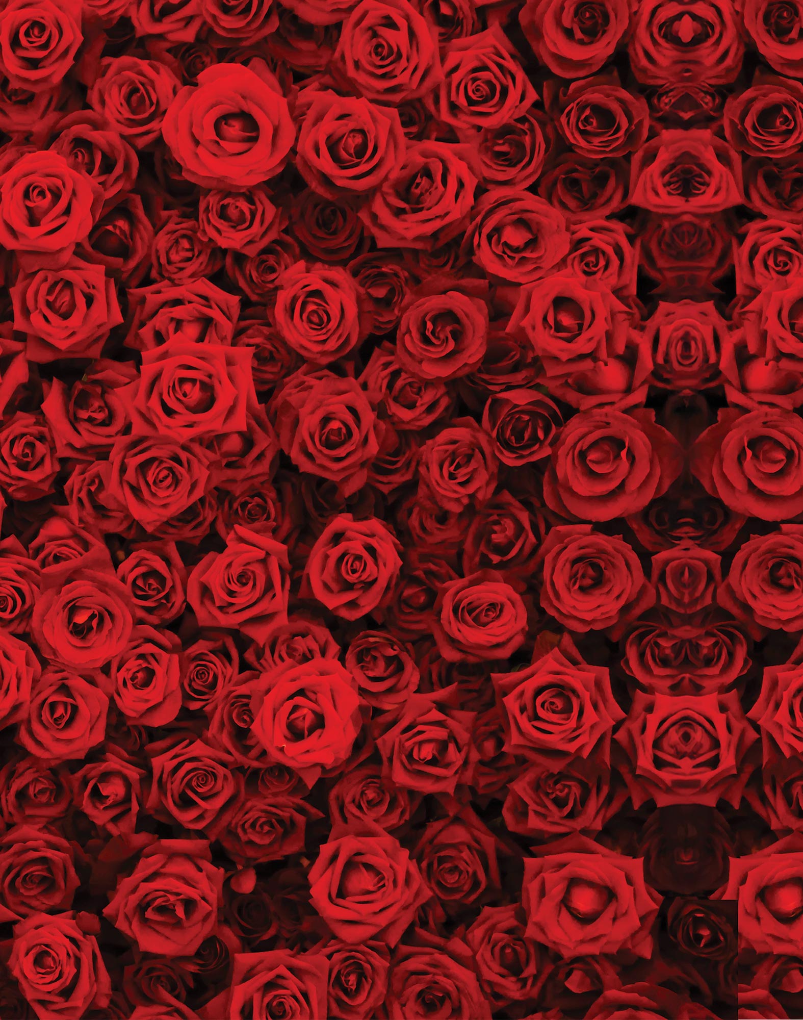 boxer court amour PULLIN