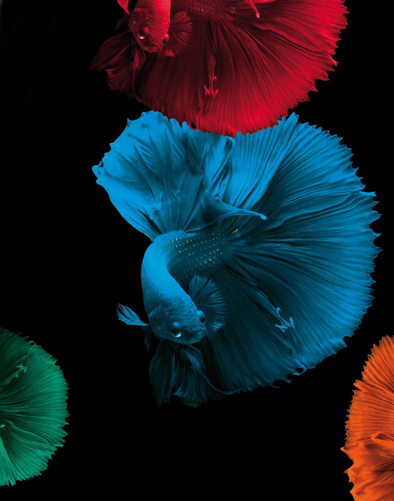 boxer court bubulle PULLIN en lycra