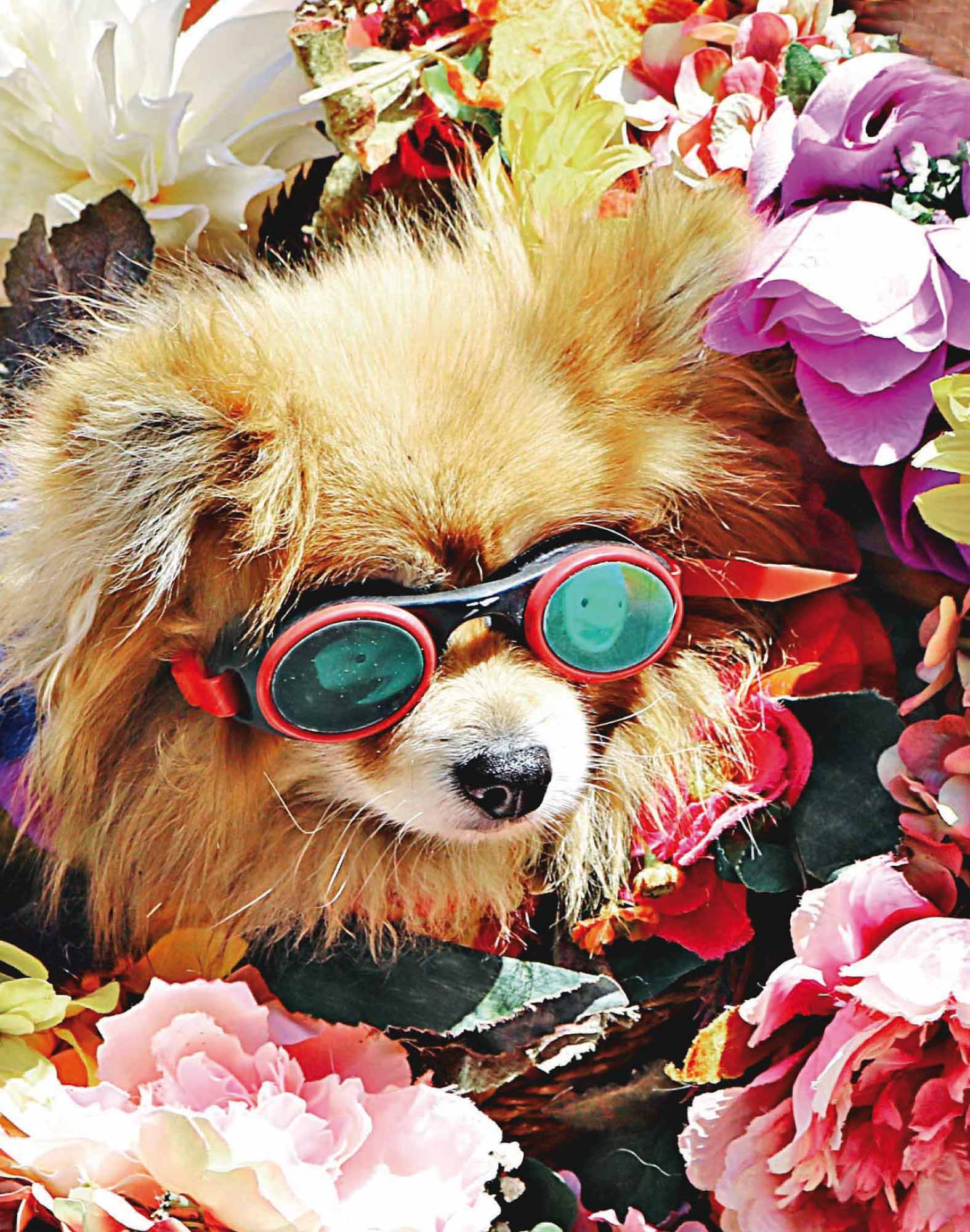 boxer court chiwawa PULLIN en lycra