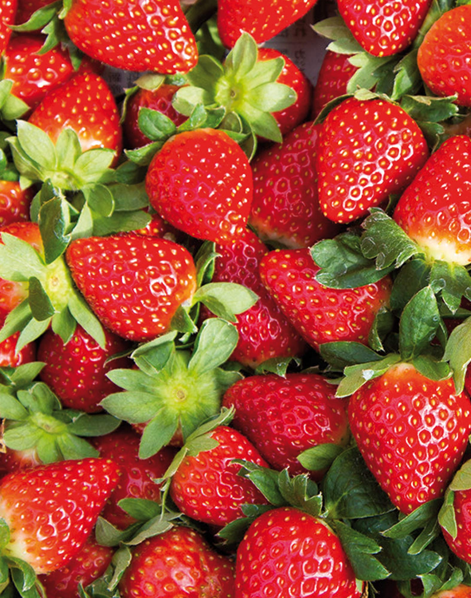 boxer court fraises18 PULLIN en polyester