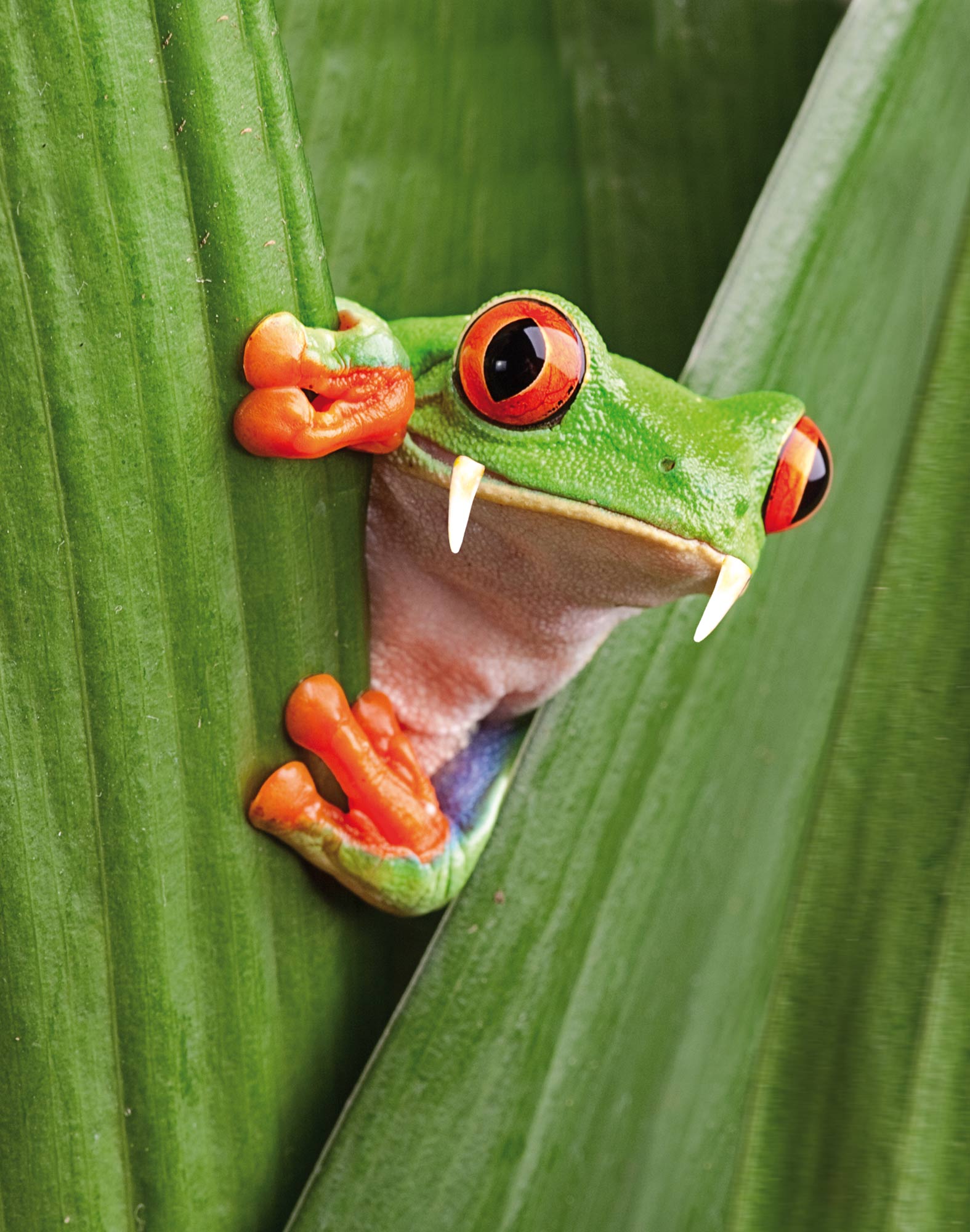 boxer court froggy PULLIN en polyester