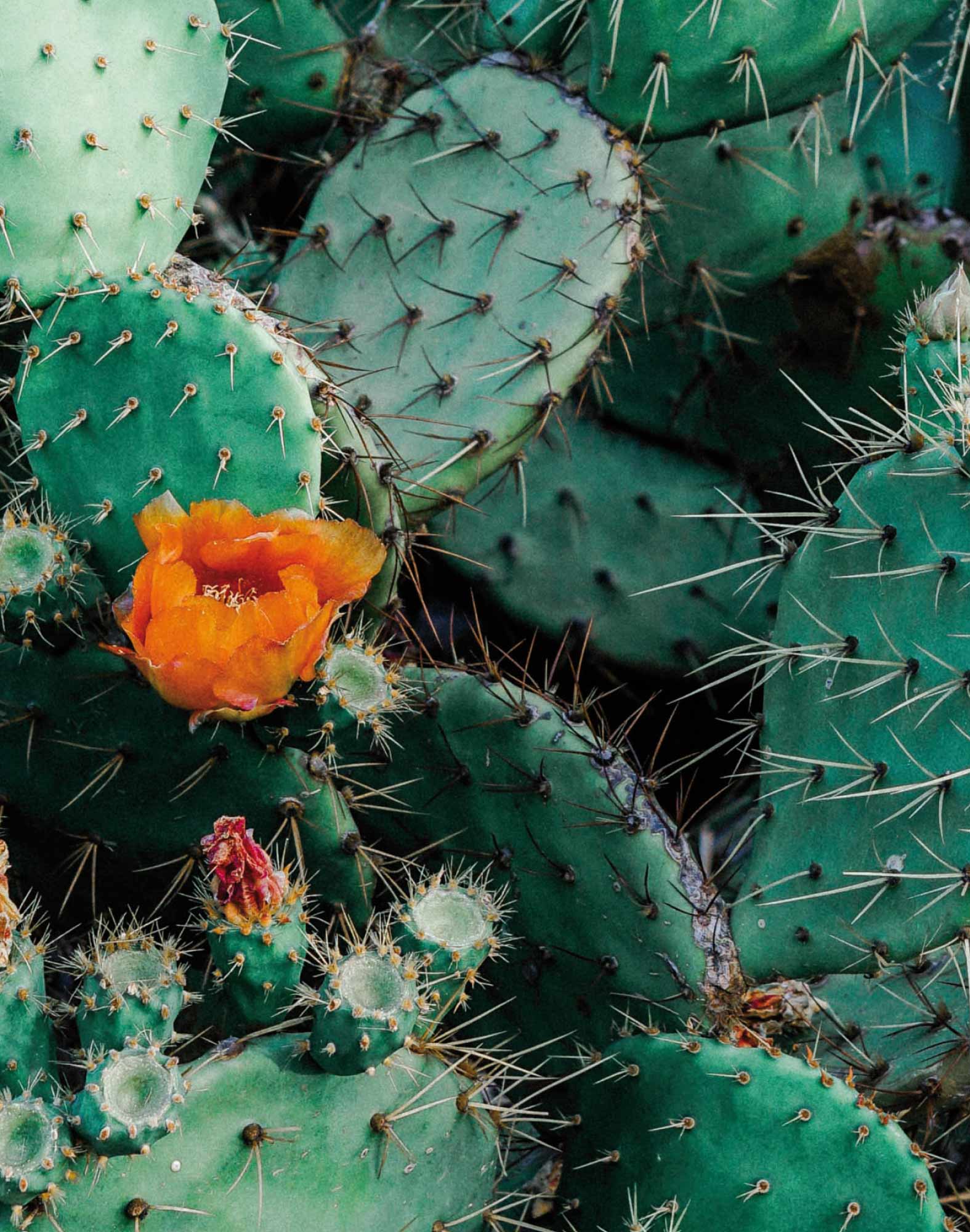 boxer court ilpique PULLIN en lycra