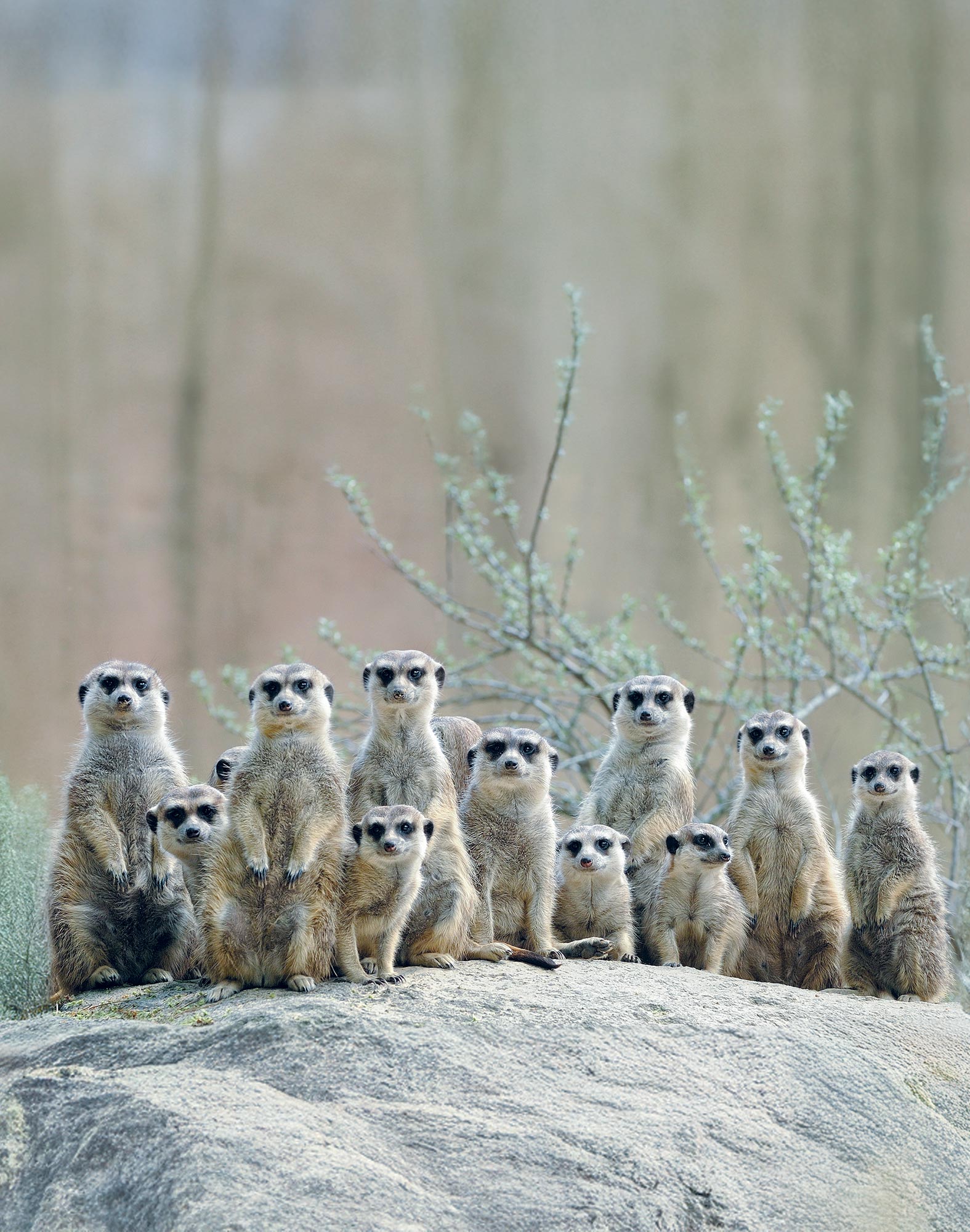 boxer court ouou PULLIN