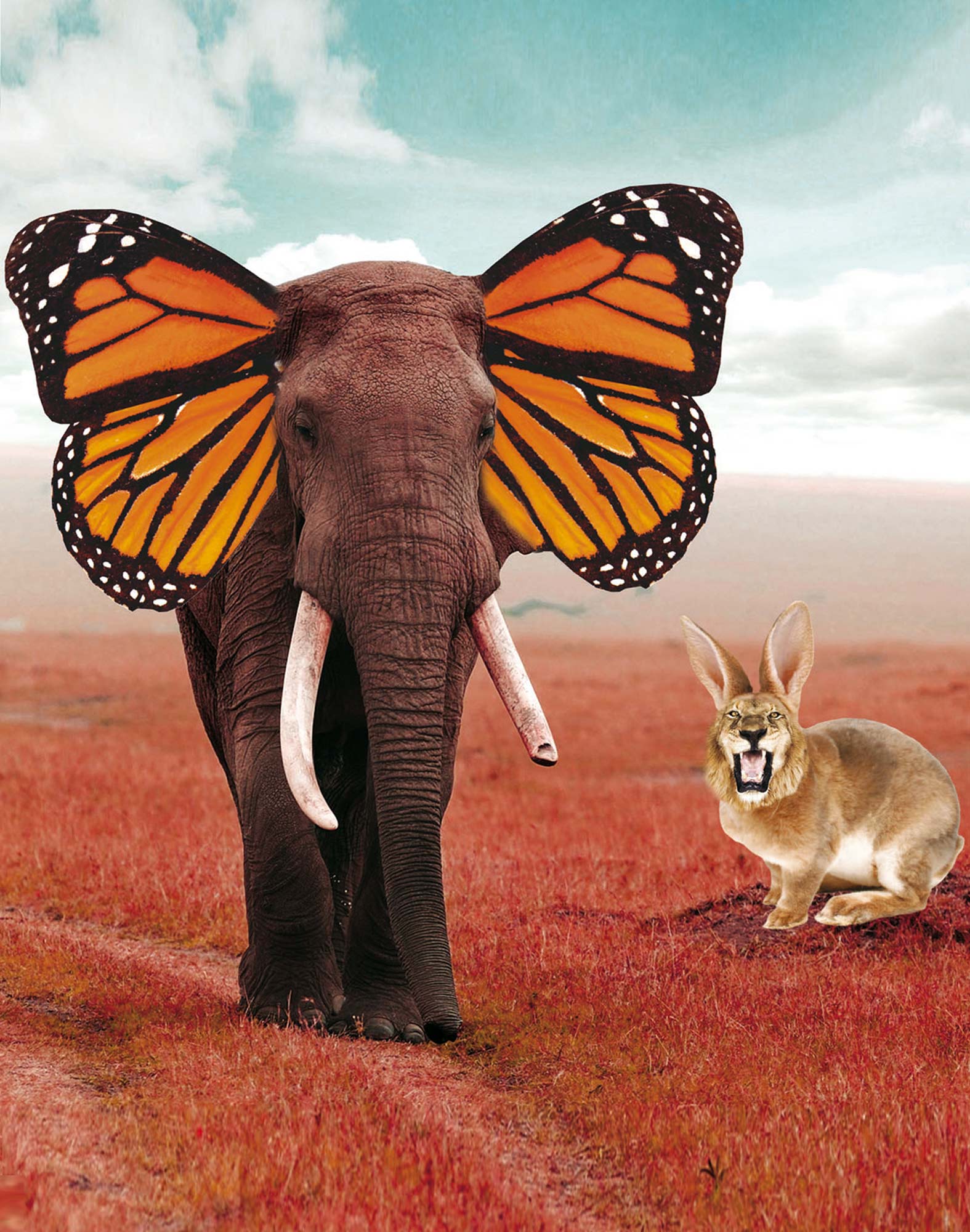 boxer court pets PULLIN en polyester