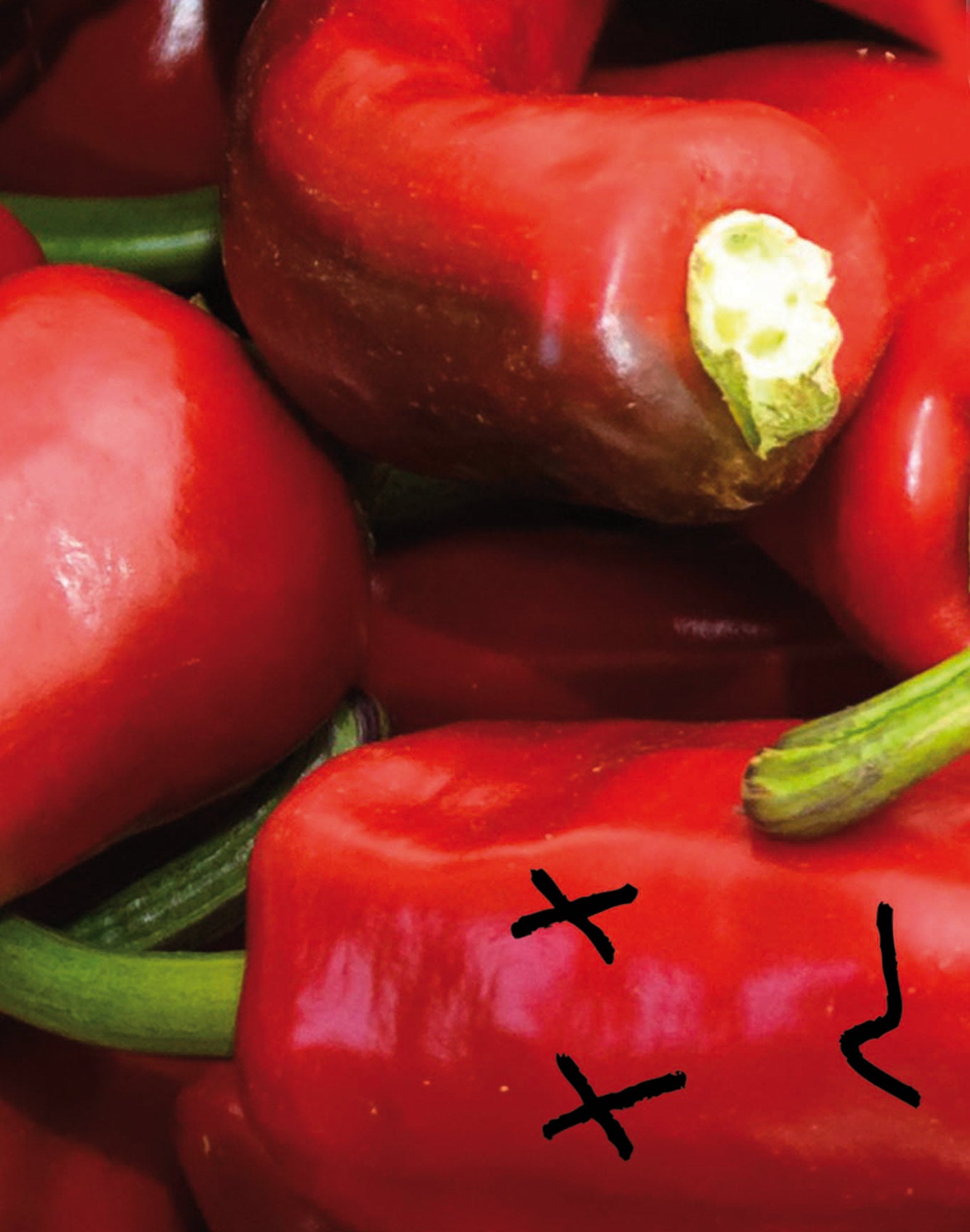 boxer court piment PULLIN en lycra