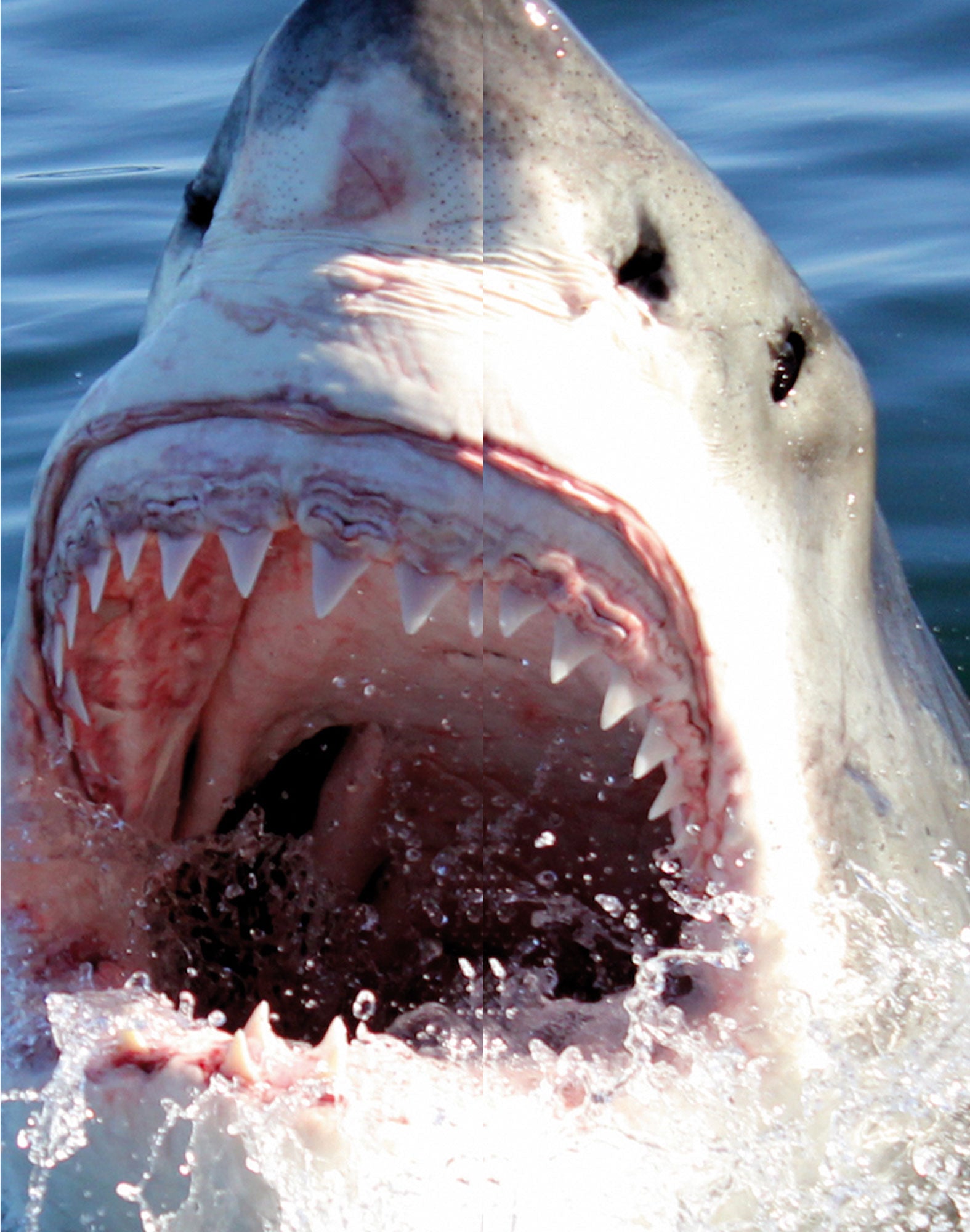 boxer court sgbrody PULLIN en polyamide