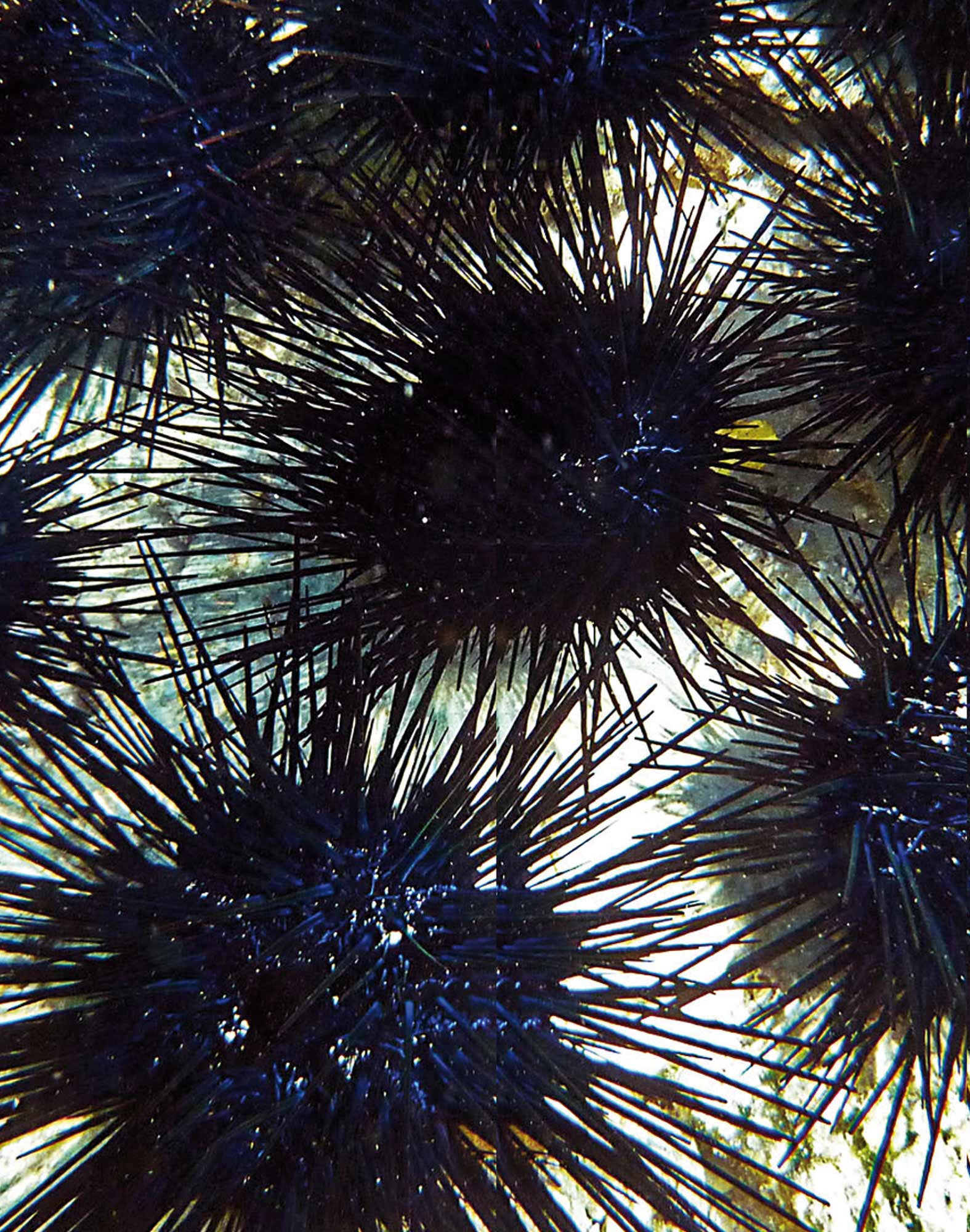 boxer court sgoursin PULLIN en polyamide