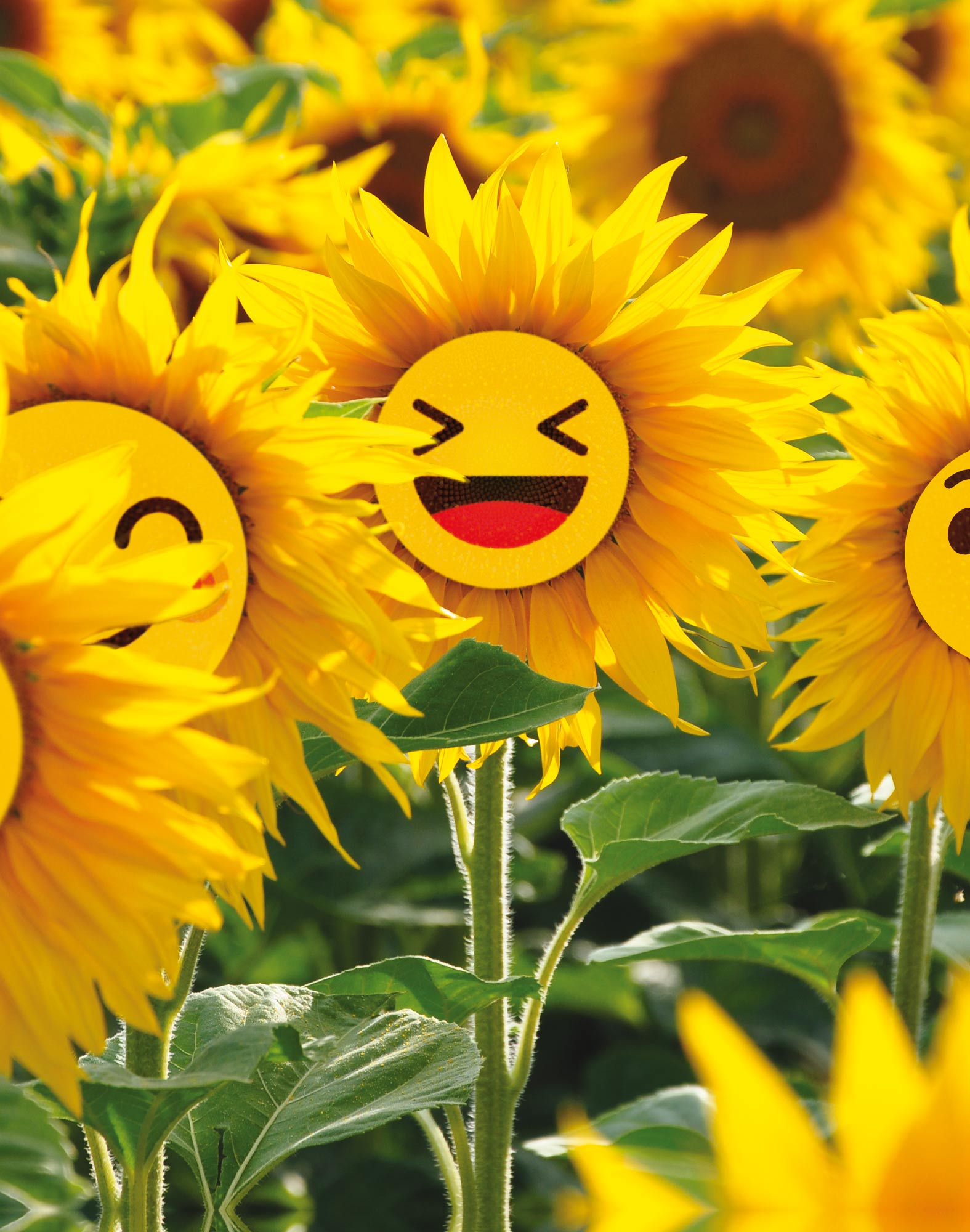 boxer homme imprimé boxer court sunmojie PULLIN en lycra