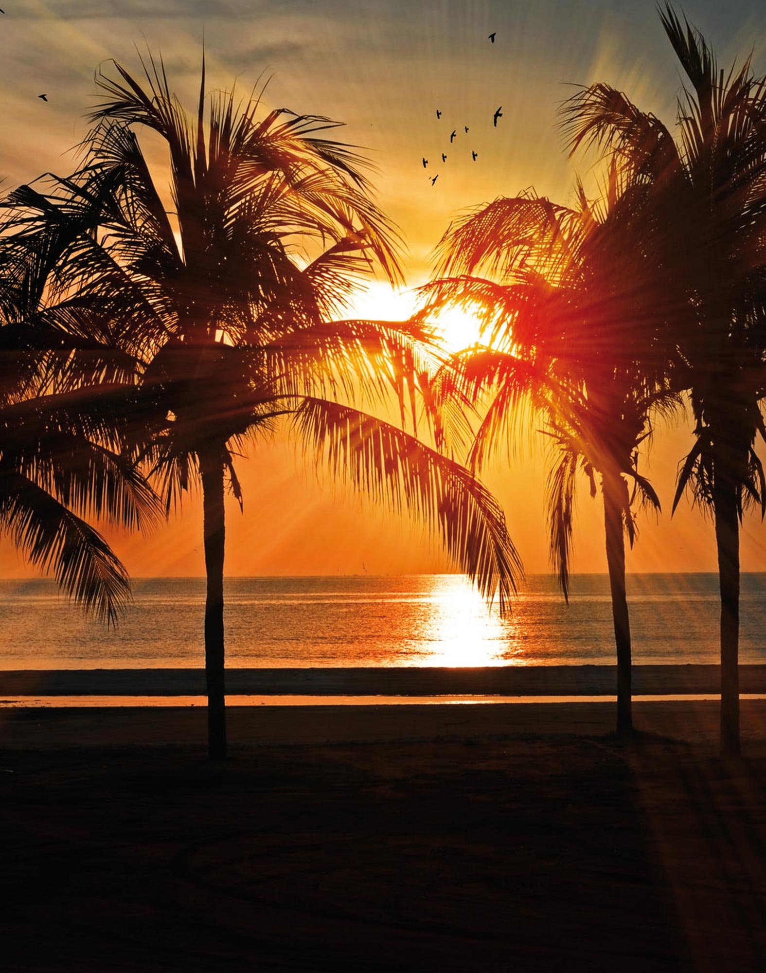 boxer court sunset19 PULLIN en polyester