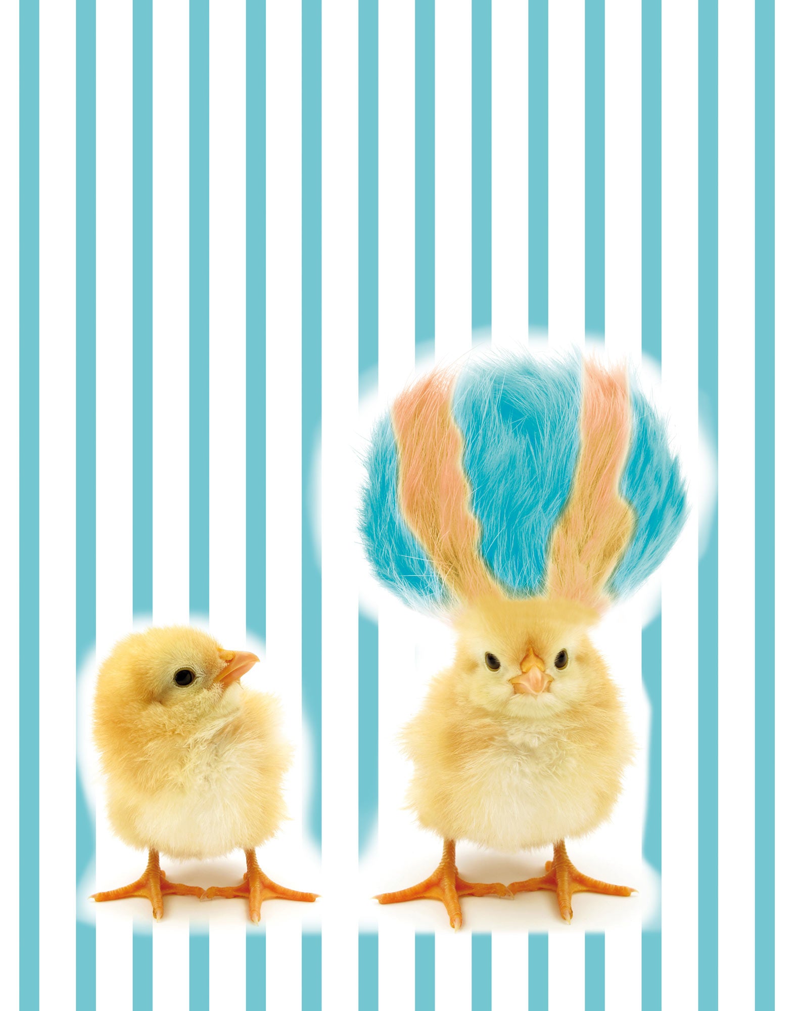 boxer court coton imprime don PULLIN en coton