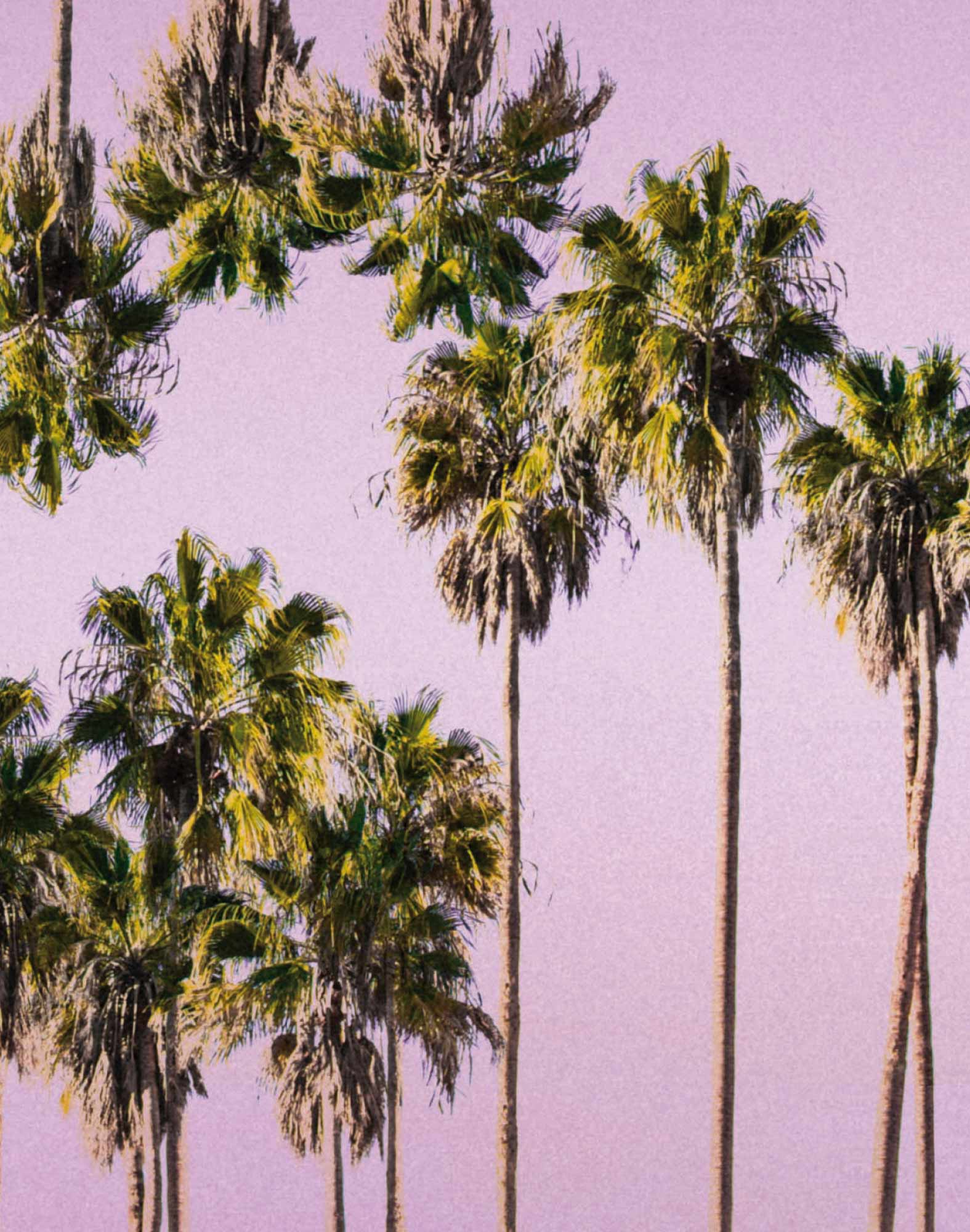 boxer court coton imprime pinkpalm PULLIN en coton